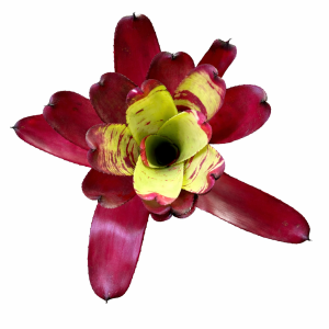 Neoregelia Sunshine Smile