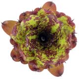 Neoregelia Super Cute NL 1