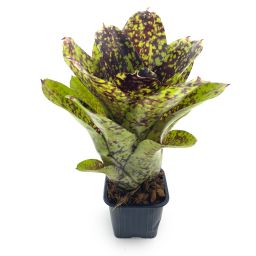 Neoregelia Super Cute S form 2