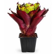 Neoregelia Super Cute x Winnie the Pooh 1