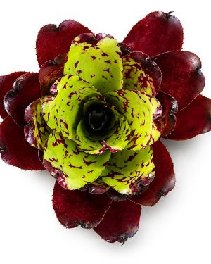 Neoregelia Super Cute x Winnie the Pooh
