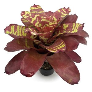 Neoregelia Sweety and Chubby