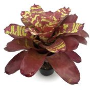 Neoregelia Sweety and Chubby 1
