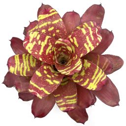 Neoregelia Sweety and Chubby