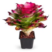 Neoregelia Tamu Tami 1