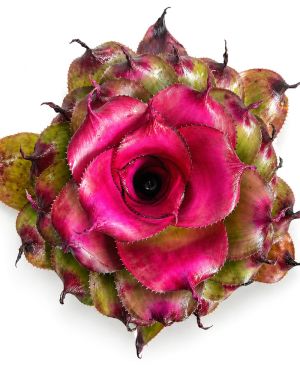 Neoregelia Tamu Tami