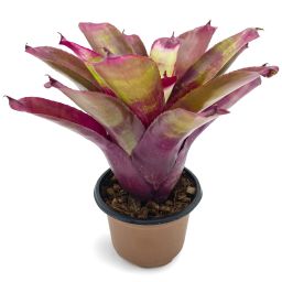 neoregelia tara 2