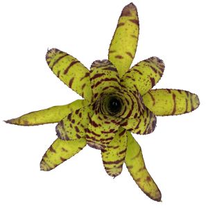 Neoregelia Tiger Hybrid