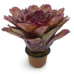 Neoregelia Walking Tall 4