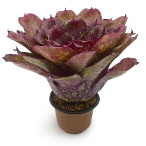 Neoregelia Walking Tall
