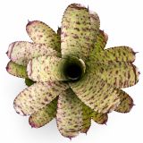 Neoregelia-Wild-Tiger-x-Golden-Pheasant 2