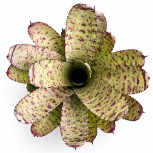 Neoregelia-Wild-Tiger-x-Golden-Pheasant 2