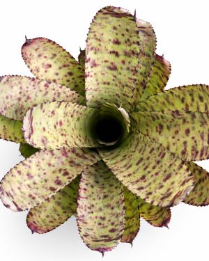 Neoregelia Wild Tiger x Golden Pheasant