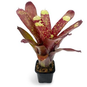 Neoregelia Yellow Nail