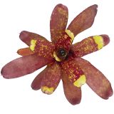 Neoregelia Yellow Nail