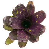 Neoregelia dark purple tone NL 1