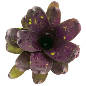 Neoregelia dark purple tone NL 1