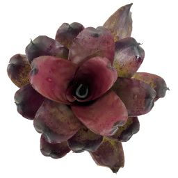Neoregelia Pitch Black