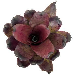 Neoregelia Pitch Black