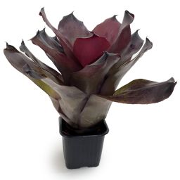 Neoregelia Pitch Black 2