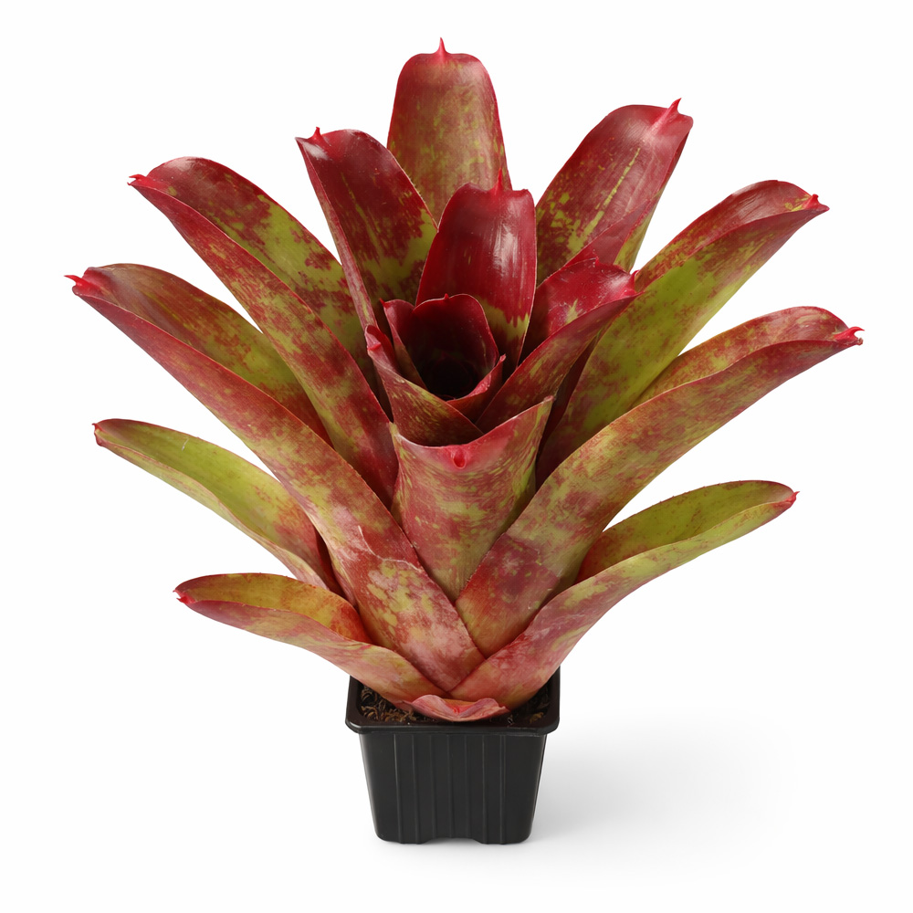 Neoregelia ring of fire 1