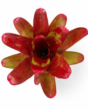 Neoregelia Ring of Fire