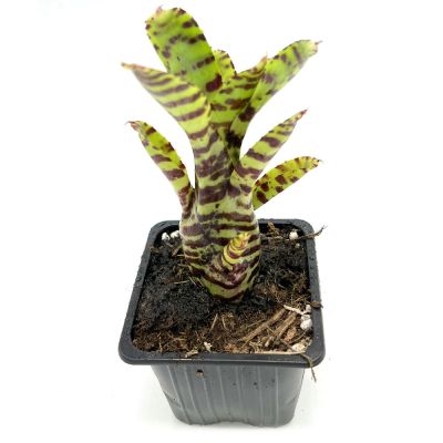 Neoregelia Zotica