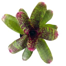 Neoregelia Wild Tiger