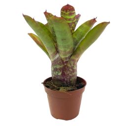 Neoregelia Wild Tiger