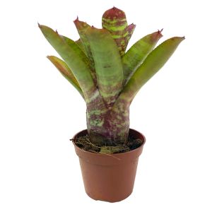 Neoregelia Wild Tiger