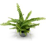 Nephrolepis cordifolia Duffy