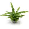 Nephrolepis cordifolia Duffy