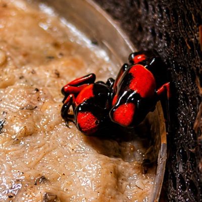 Nieuwe nakweek gifkikkers Oophaga histrionica Blue en Saddleback Red bij Biotopo