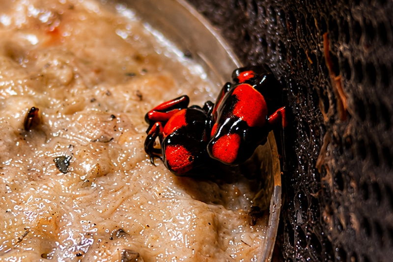Nieuwe nakweek gifkikkers Oophaga histrionica Blue en Saddleback Red bij Biotopo