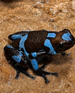 Oophaga Histrionica Blue