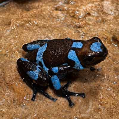 Oophaga Histrionica Blue