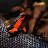 Oophaga Histrionica Saddleback Red