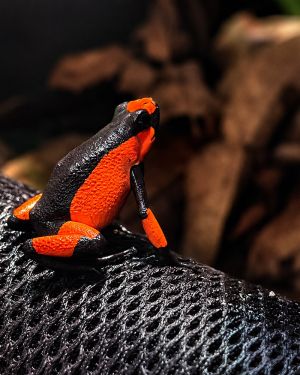 Oophaga Histrionica Saddleback Red