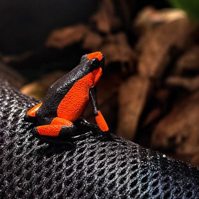 Oophaga Histrionica Saddleback Red