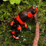 Oophaga Lehmanni red