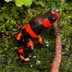 Oophaga Lehmanni red