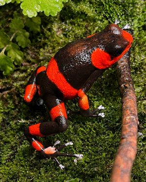 Oophaga lehmanni Red