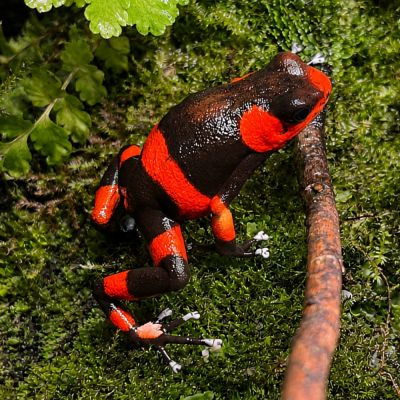 Oophaga lehmanni Red