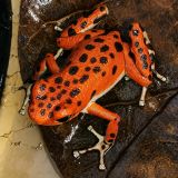 Oophaga Pumilio Red Frog Beach