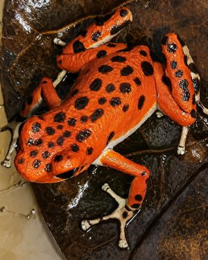 Oophaga Pumilio Red Frog Beach
