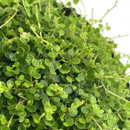 Peperomia Emarginella 1