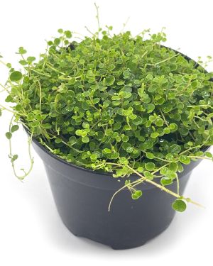 Peperomia Emarginella