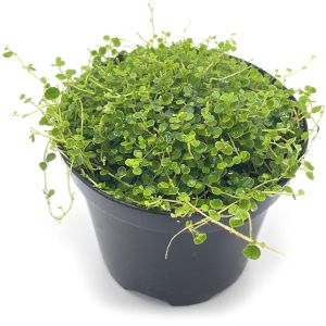 Peperomia Emarginella
