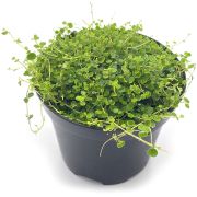 Peperomia Emarginella
