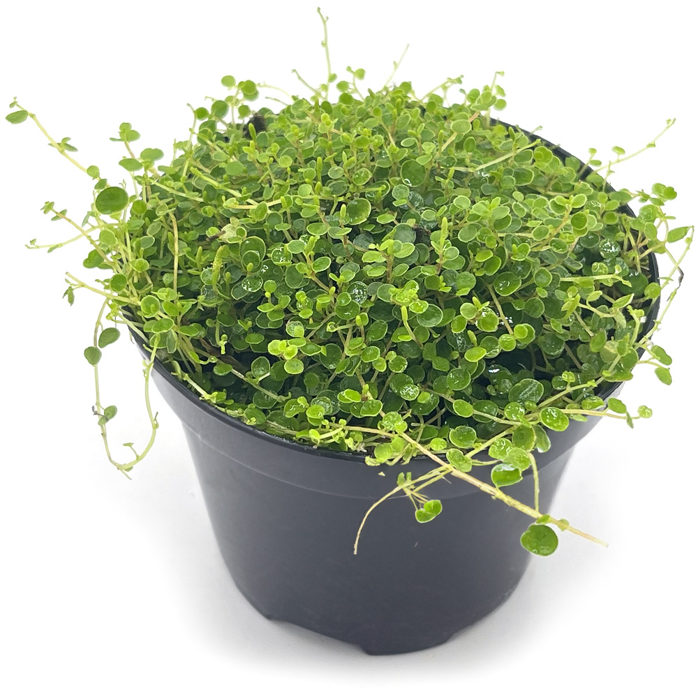 Peperomia Emarginella